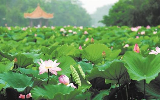 荊州洪湖藍田生態園拓展基地